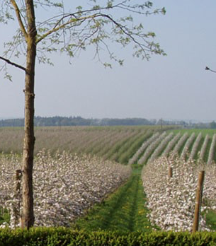 Mistelbach/Ober&ouml;sterreich